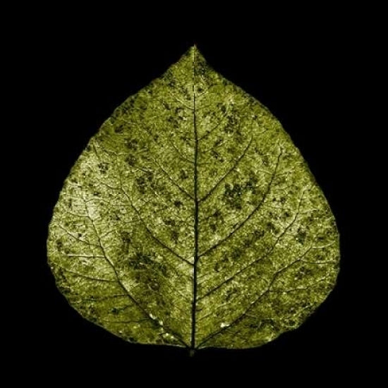 Green Leaf Poster Print by PhotoINC Studio-VARPDXIN30276 Image 2