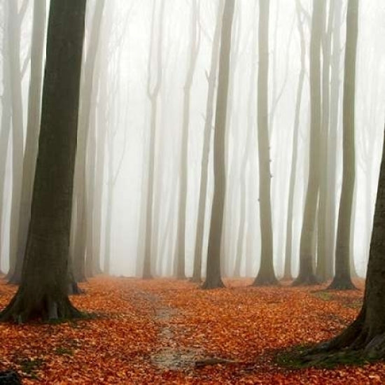 Autumn Forest Floor Poster Print by PhotoINC Studio-VARPDXIN30795 Image 2