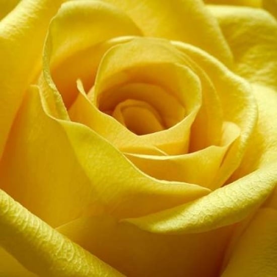 Yellow Rose Poster Print by PhotoINC Studio-VARPDXIN30866 Image 1