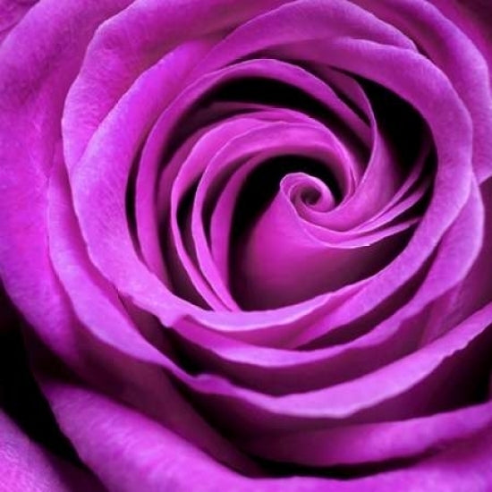 Purple Rose Poster Print by PhotoINC Studio-VARPDXIN30867 Image 2