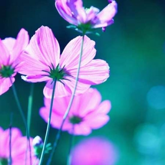 Pink Flowers Poster Print by PhotoINC Studio-VARPDXIN30884 Image 1