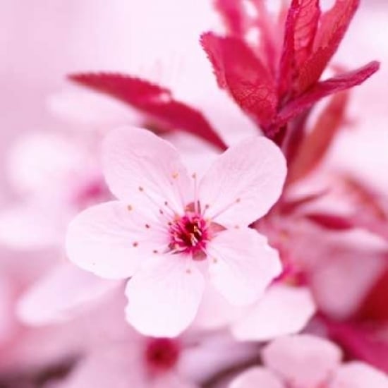 Pink Blossom Poster Print by PhotoINC Studio-VARPDXIN30879 Image 2