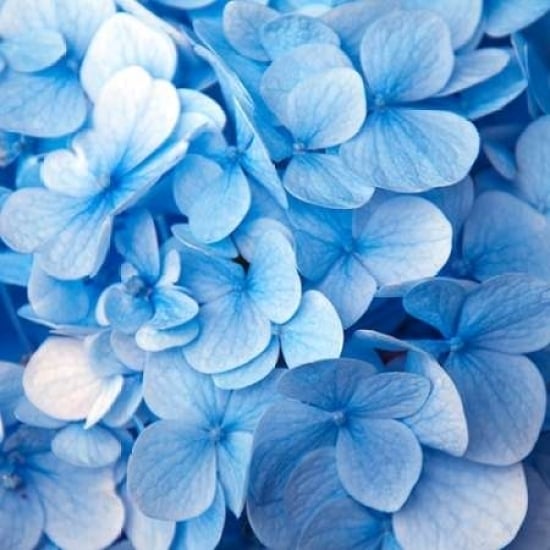 Blue Flowers Poster Print by PhotoINC Studio-VARPDXIN30886 Image 2