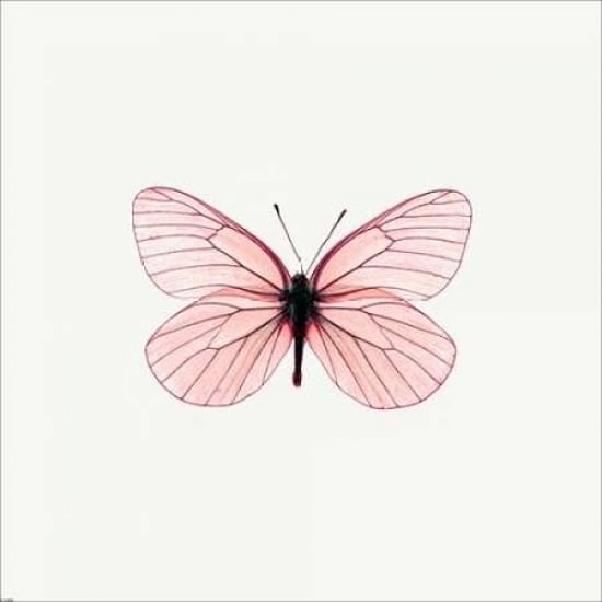 Pink Butterfly Poster Print by PhotoINC Studio-VARPDXIN31289 Image 1