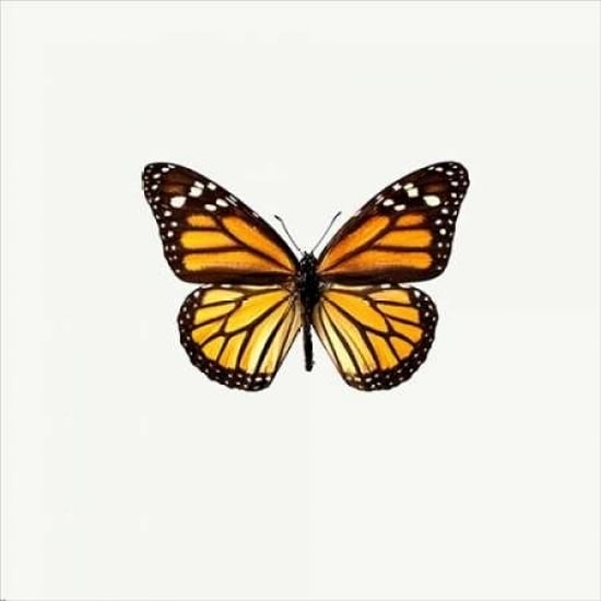 Yellow Butterfly Poster Print by PhotoINC Studio-VARPDXIN31296 Image 2