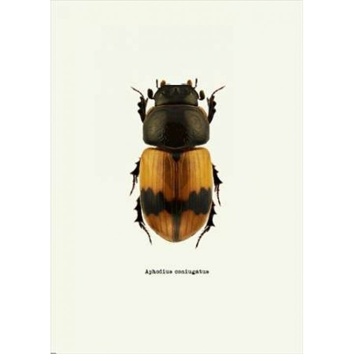 Beetle Orange Poster Print by GraphINC-VARPDXIN318891 Image 1