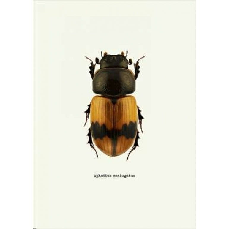 Beetle Orange Poster Print by GraphINC-VARPDXIN318891 Image 2