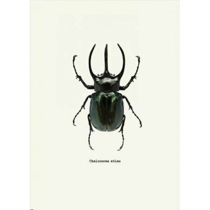 Beetle Black Poster Print by GraphINC-VARPDXIN318892 Image 1