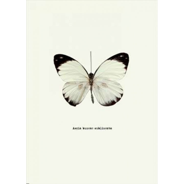 White Butterfly Poster Print by GraphINC-VARPDXIN318881 Image 1