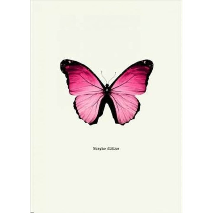 Pink Butterfly Poster Print by GraphINC-VARPDXIN318884 Image 1