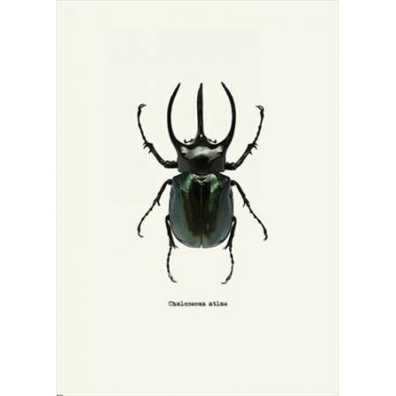 Beetle Black Poster Print by GraphINC-VARPDXIN318892 Image 2