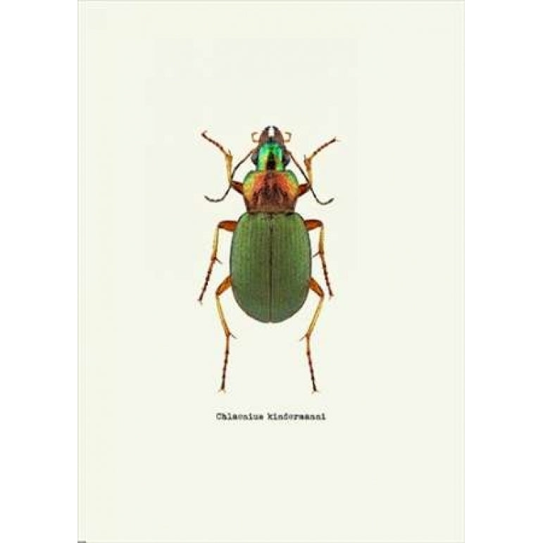 Beetle Green Poster Print by GraphINC-VARPDXIN318893 Image 1