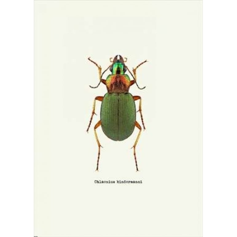 Beetle Green Poster Print by GraphINC-VARPDXIN318893 Image 2