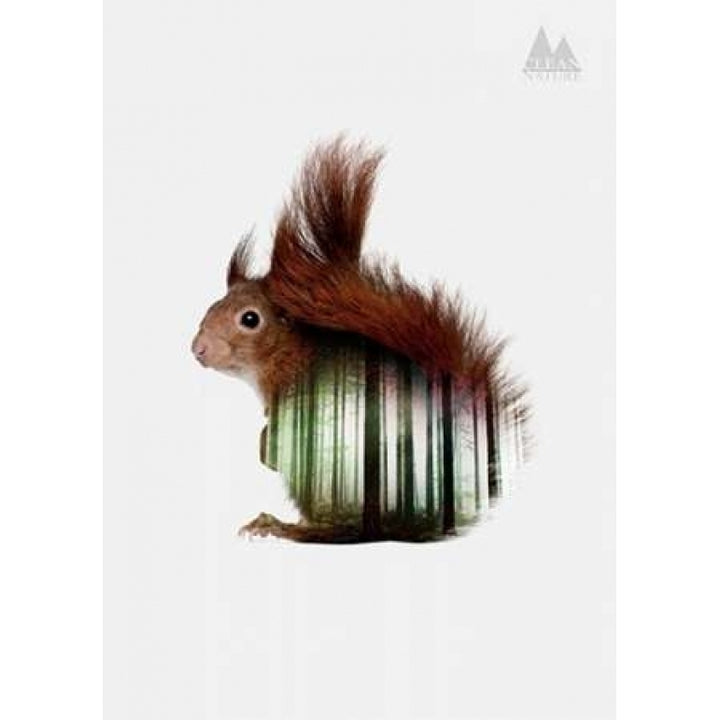 Squirrel Poster Print by Clean Nature-VARPDXIN32113 Image 2