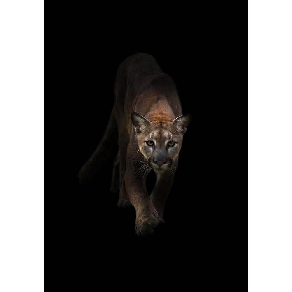 Lion Poster Print - Incado-VARPDXIN32740 Image 1