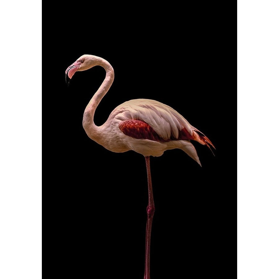 Flamingo Poster Print - Incado-VARPDXIN32744 Image 1