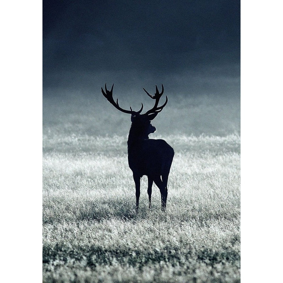 Silhouette Deer Poster Print - Incado-VARPDXIN32755 Image 1