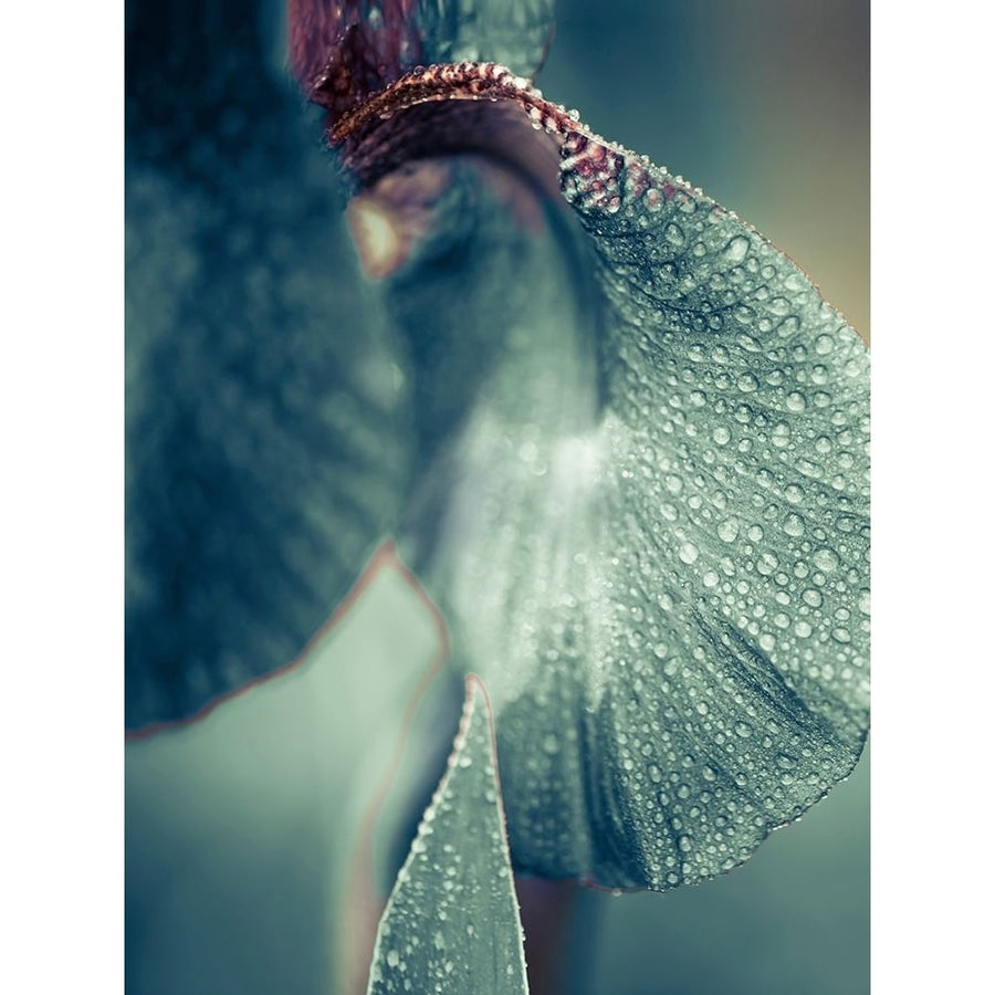 Morning Dew Poster Print - Incado-VARPDXIN32795 Image 1