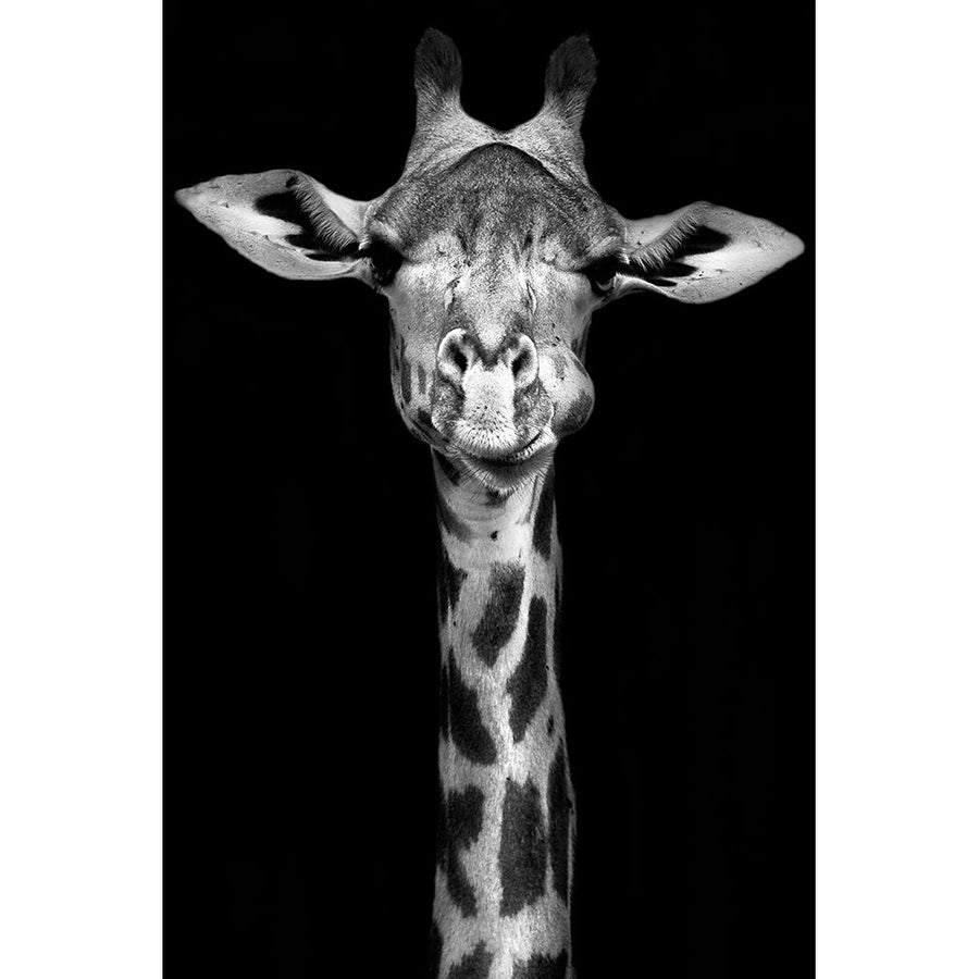 Giraffe Poster Print - Incado-VARPDXIN32777 Image 1