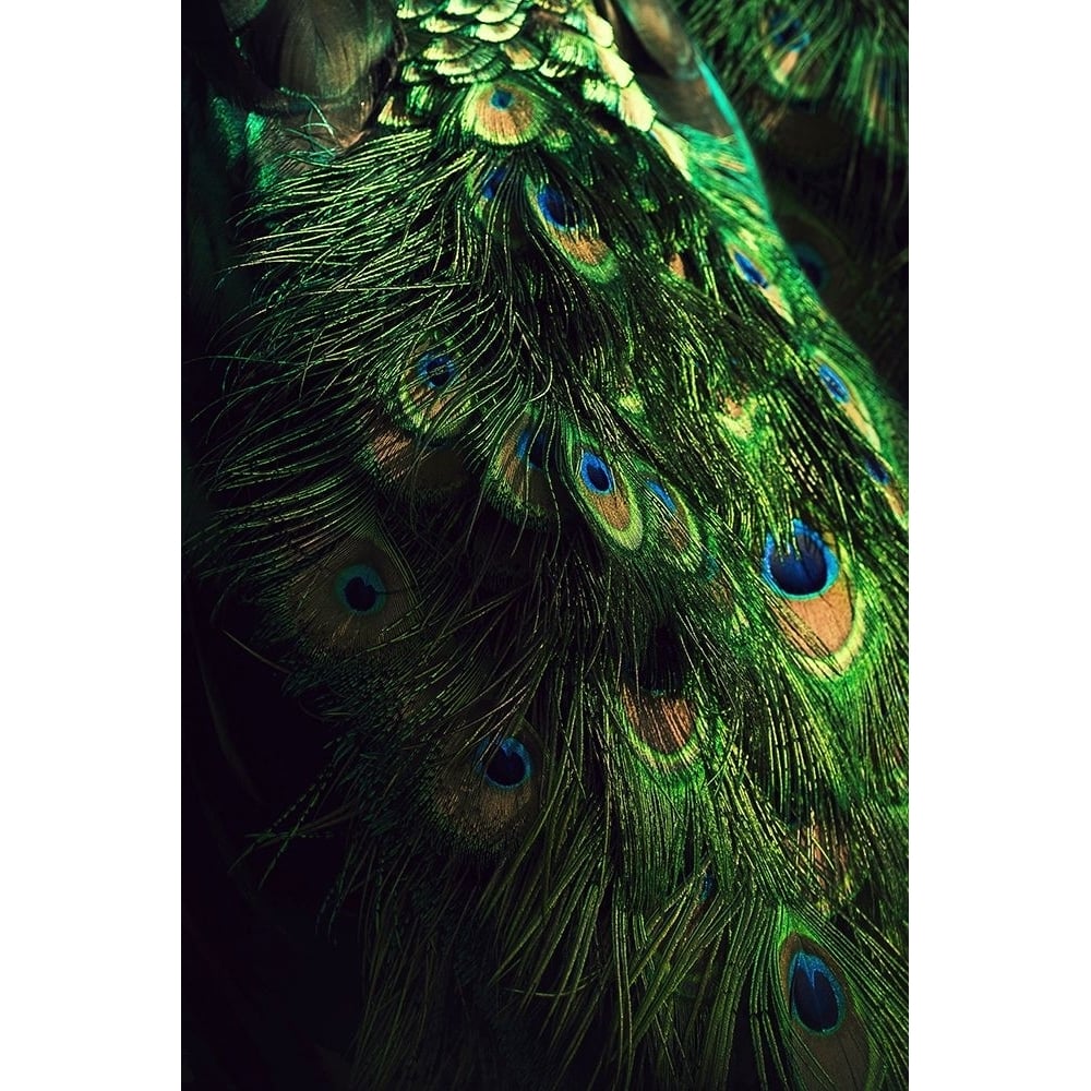 Peacock Tail Poster Print - Incado-VARPDXIN32785 Image 1