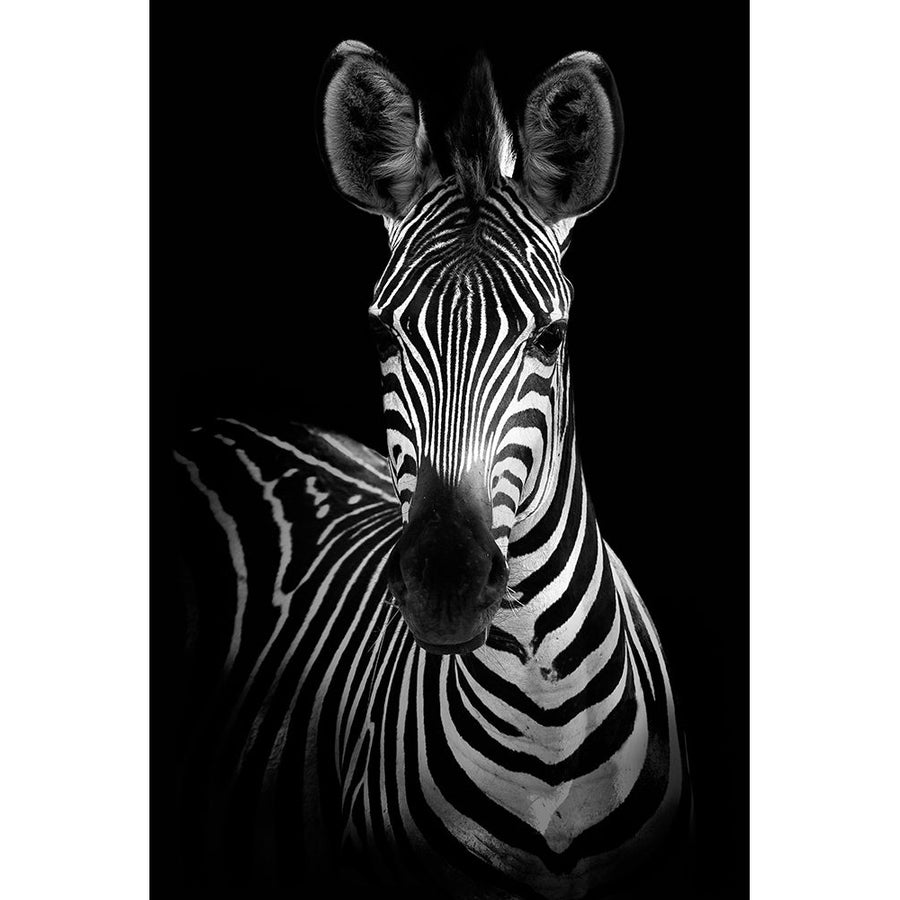 Zebra Poster Print - Incado-VARPDXIN32780 Image 1