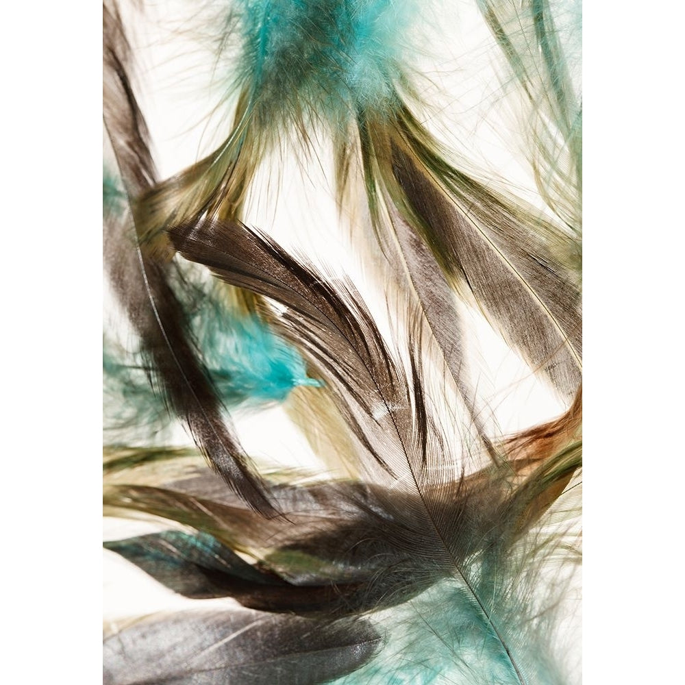 Floating Feathers Poster Print - Incado-VARPDXIN32931 Image 1