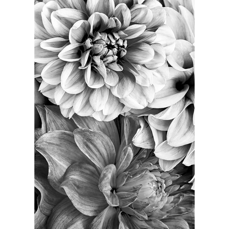 B And W Flower 2 Poster Print - Incado-VARPDXIN32798 Image 1