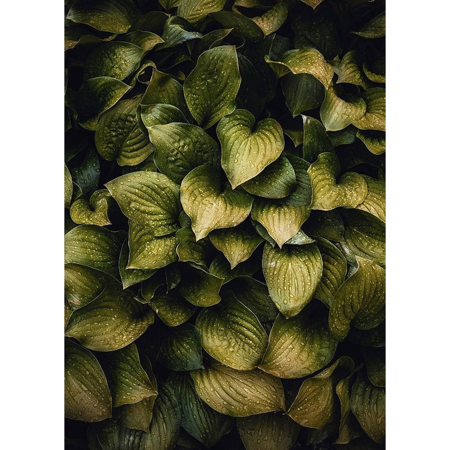 Hostas Leaves Poster Print - Incado-VARPDXIN32925 Image 1