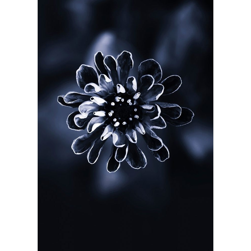 Flower Bloom 2 Poster Print - Incado-VARPDXIN32814 Image 1