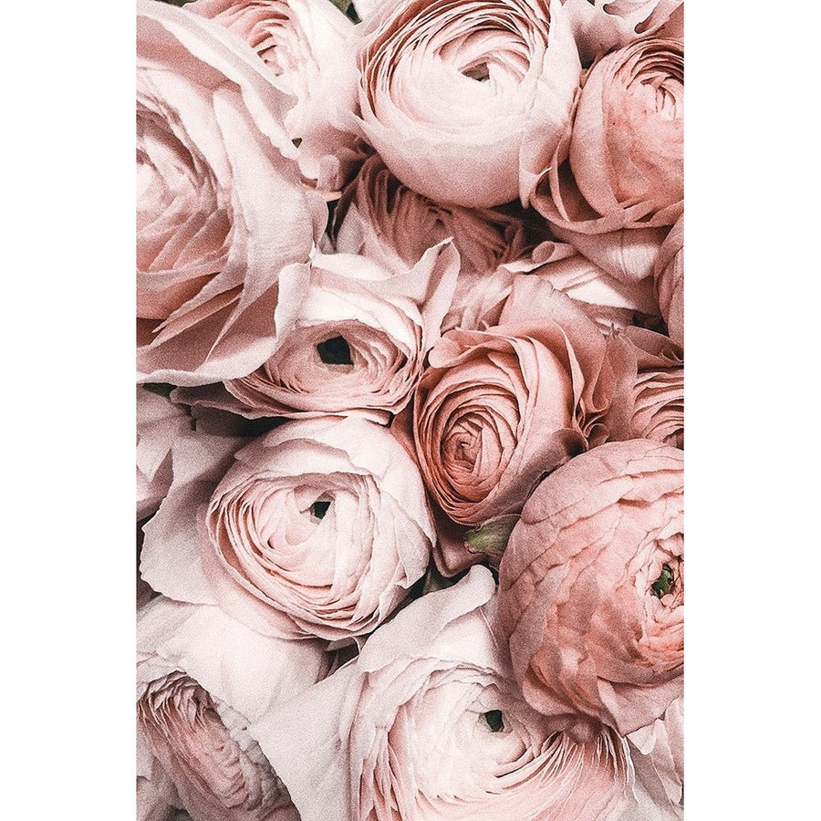 Pink Roses Poster Print - Incado-VARPDXIN33720 Image 1