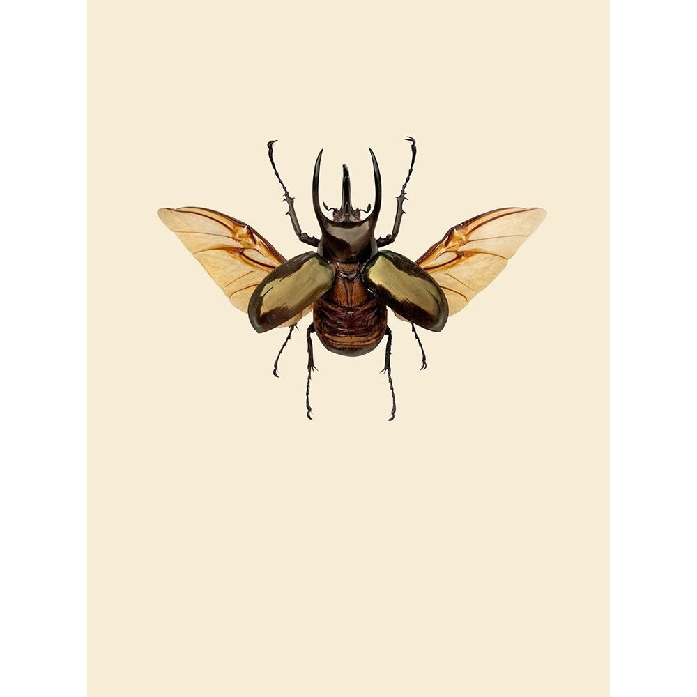 Chalcosoma Atlas Poster Print by Incado-VARPDXIN99030 Image 1