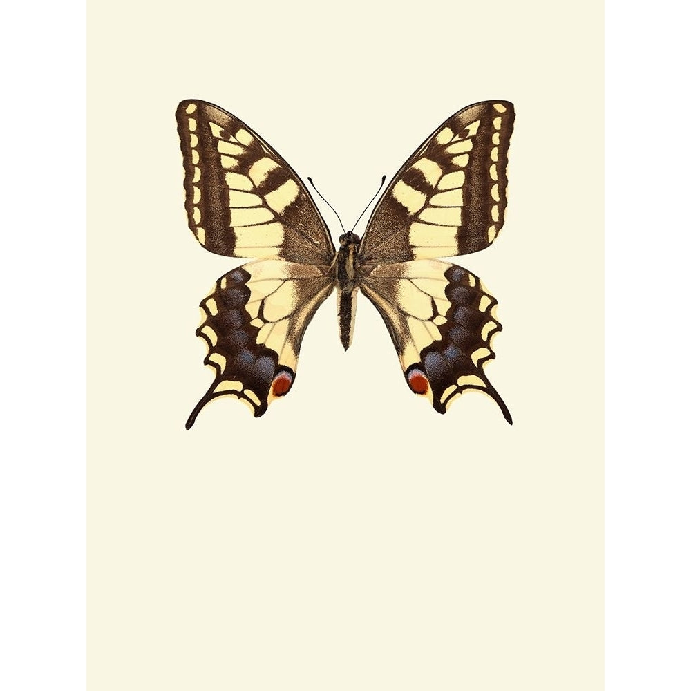 Papilio Machaon Poster Print by Incado-VARPDXIN99040 Image 2