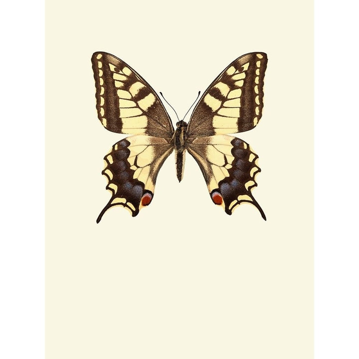 Papilio Machaon Poster Print by Incado-VARPDXIN99040 Image 1