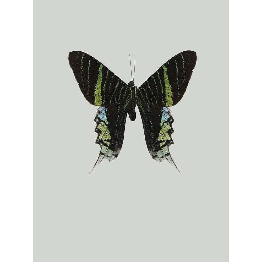 Green Butterfly Poster Print by Incado-VARPDXIN99038 Image 1