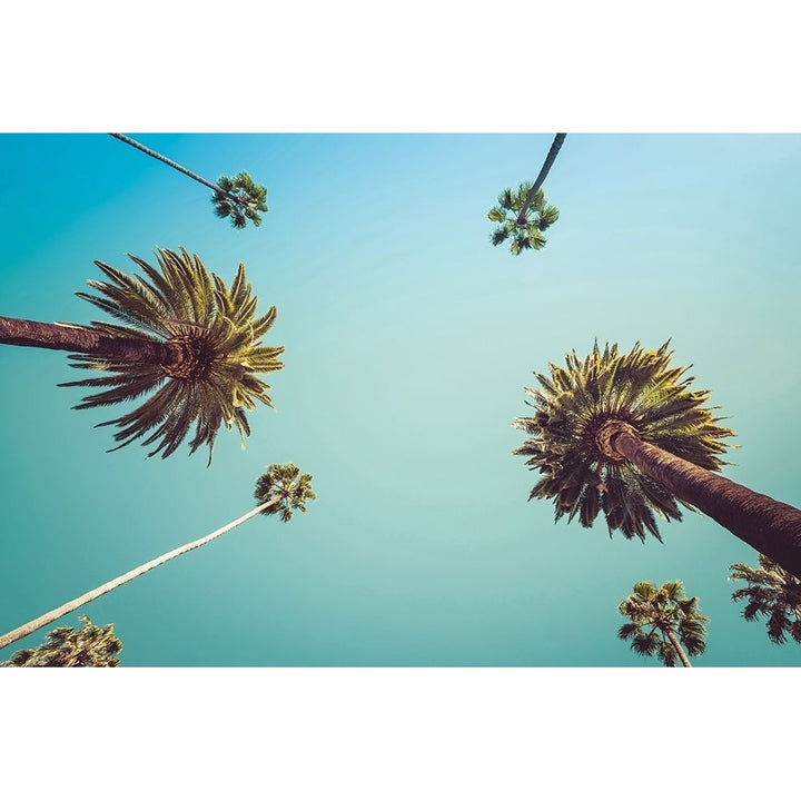 Palms Poster Print by PhotoINC Studio-VARPDXIN99065 Image 1