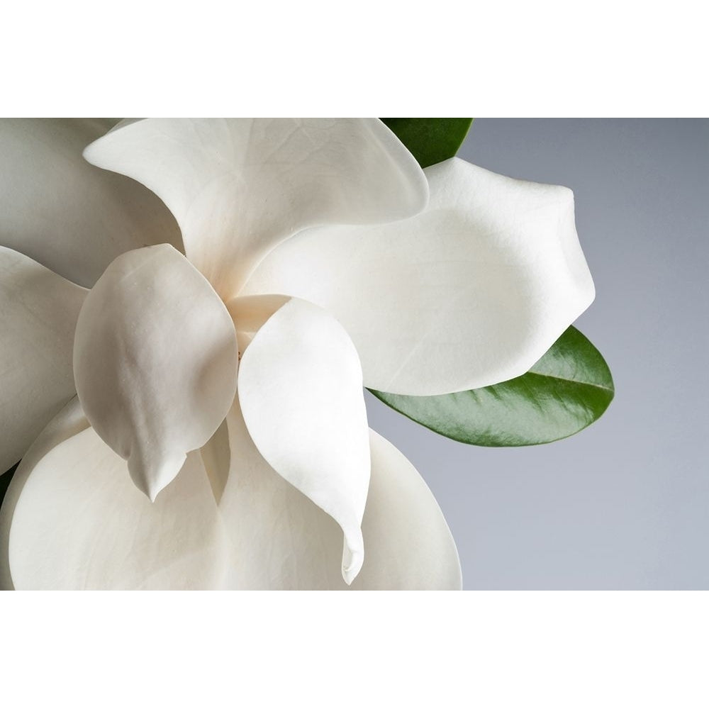 Magnolia Poster Print by PhotoINC Studio-VARPDXIN99063 Image 1