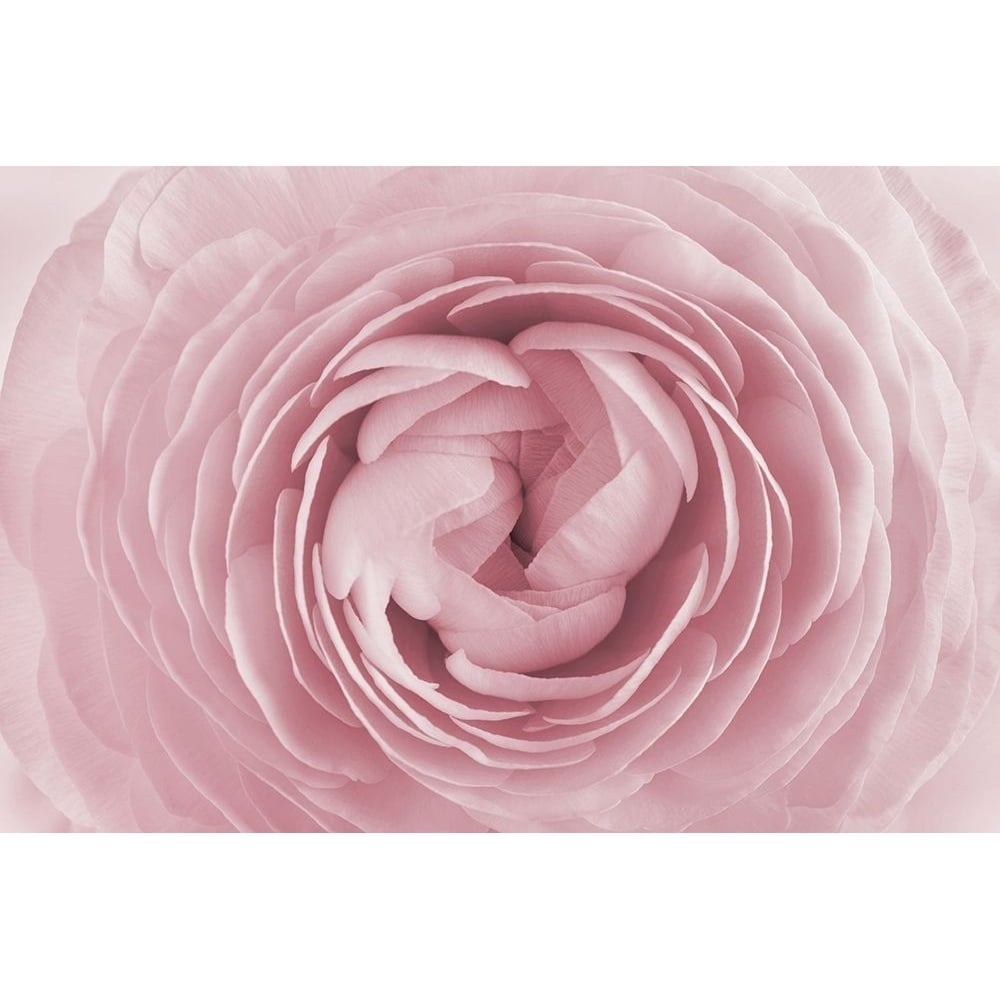 Rose Poster Print by PhotoINC Studio-VARPDXIN99068 Image 2