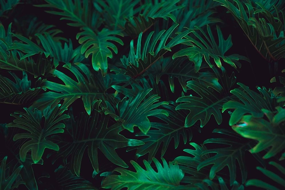 Tropical 2 Poster Print by PhotoINC Studio-VARPDXIN99076 Image 1