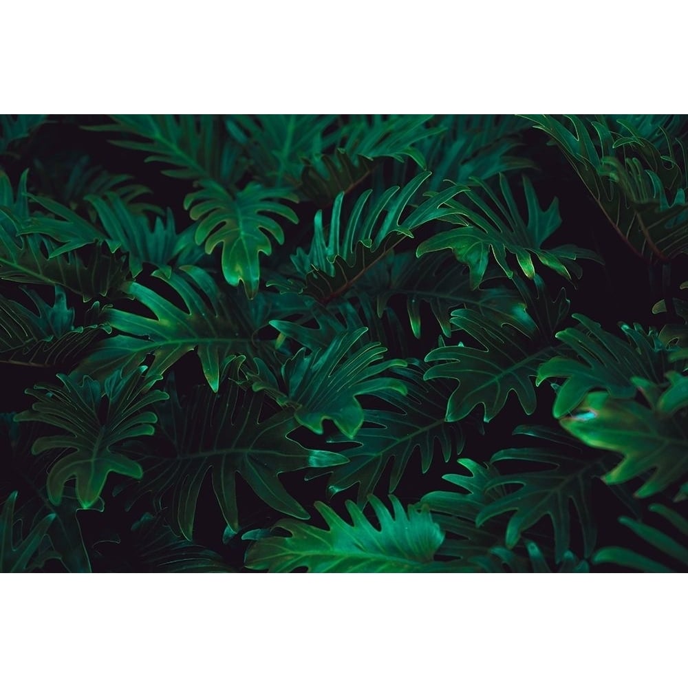 Tropical 2 Poster Print by PhotoINC Studio-VARPDXIN99076 Image 2