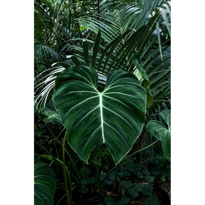 Tropical 3 Poster Print by PhotoINC Studio-VARPDXIN99077 Image 2