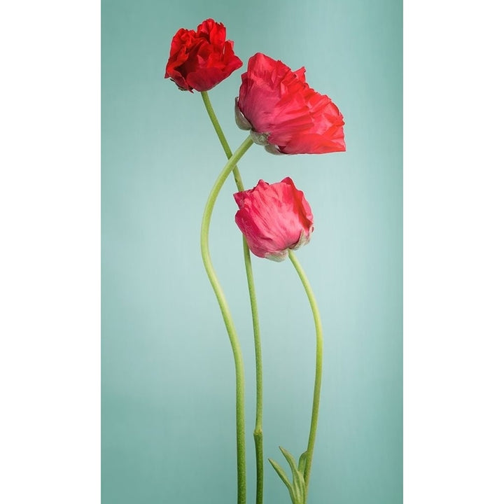 Blue Poppy Poster Print by PhotoINC Studio-VARPDXIN99079 Image 1