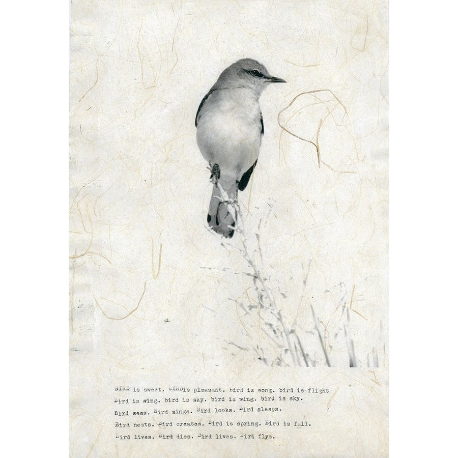 Bird Is Sweet Poster Print by TypeLike-VARPDXIN99105 Image 1