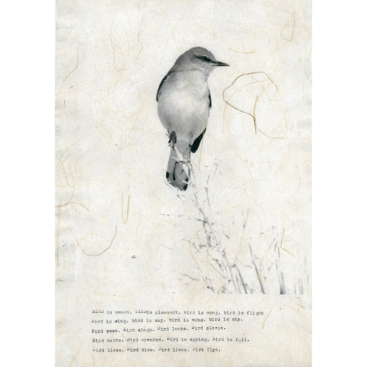 Bird Is Sweet Poster Print by TypeLike-VARPDXIN99105 Image 2