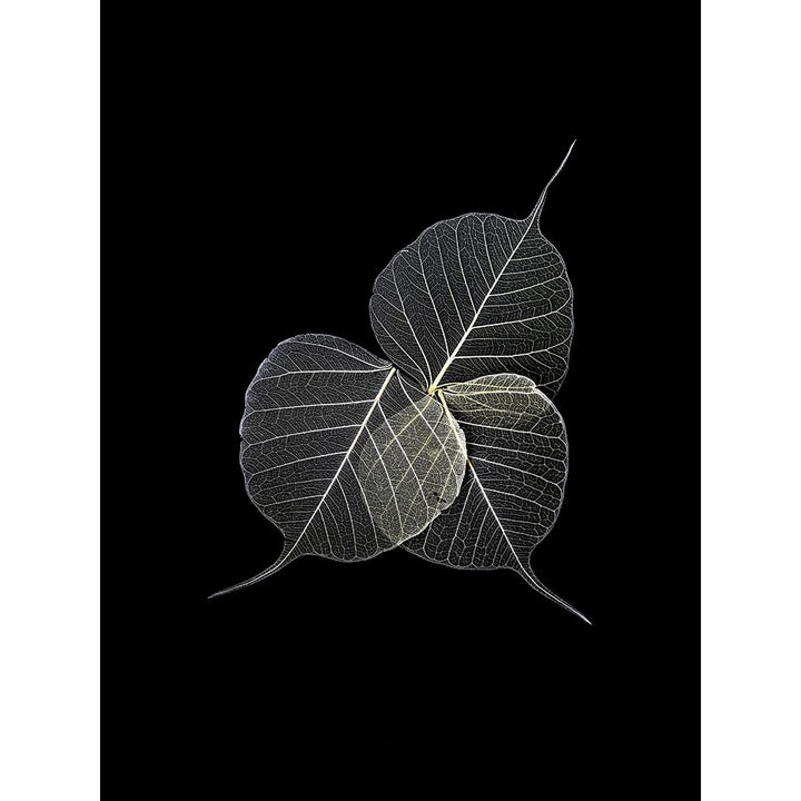 Dark Leaves Poster Print by Incado-VARPDXIN99111 Image 1