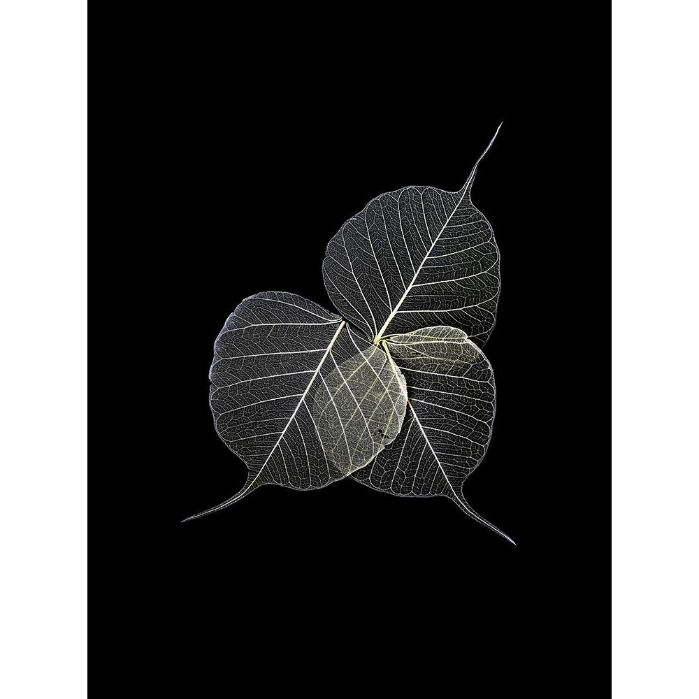 Dark Leaves Poster Print by Incado-VARPDXIN99111 Image 2