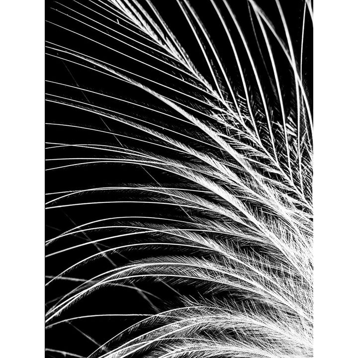 White Feather Poster Print by Incado-VARPDXIN99139 Image 1