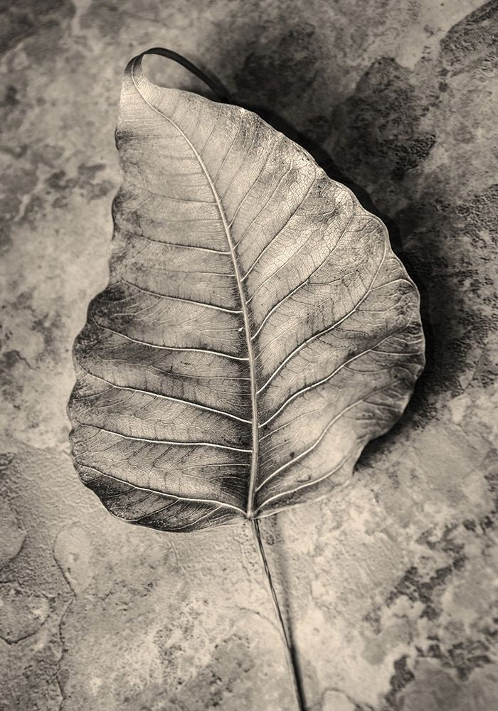 Dried Leaf Poster Print by Incado-VARPDXIN99207 Image 1