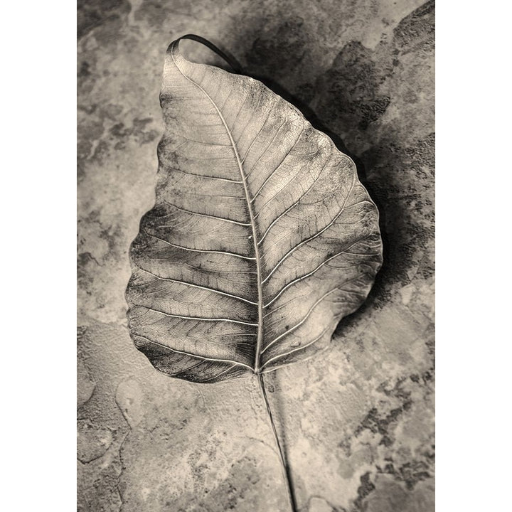 Dried Leaf Poster Print by Incado-VARPDXIN99207 Image 2