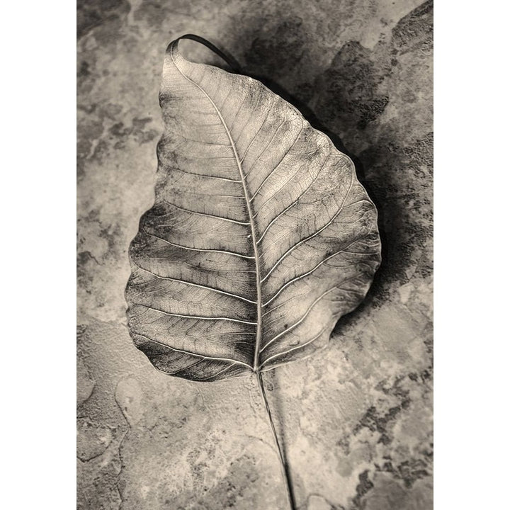 Dried Leaf Poster Print by Incado-VARPDXIN99207 Image 1