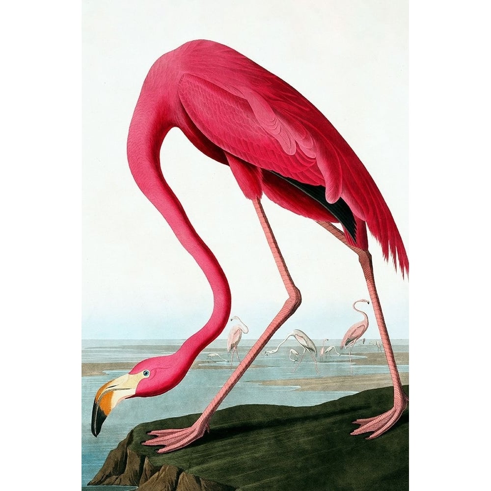 Flamingo Poster Print - Incado-VARPDXINAP407 Image 1